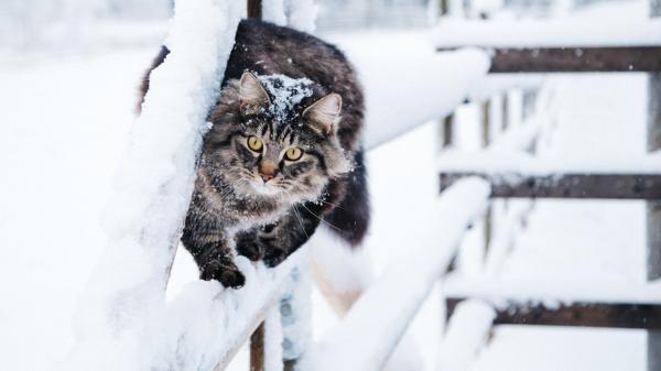 نجات یک گربه در سرمای روسیه