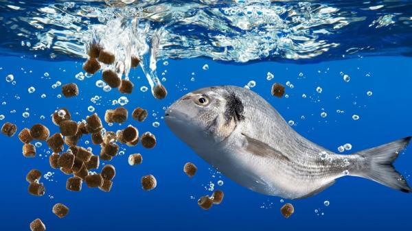 تبدیل گاز متان به خوراک غنی از پروتئین برای ماهی های پرورشی