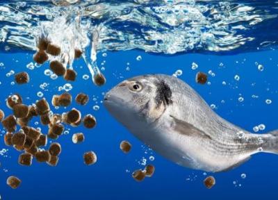 تبدیل گاز متان به خوراک غنی از پروتئین برای ماهی های پرورشی